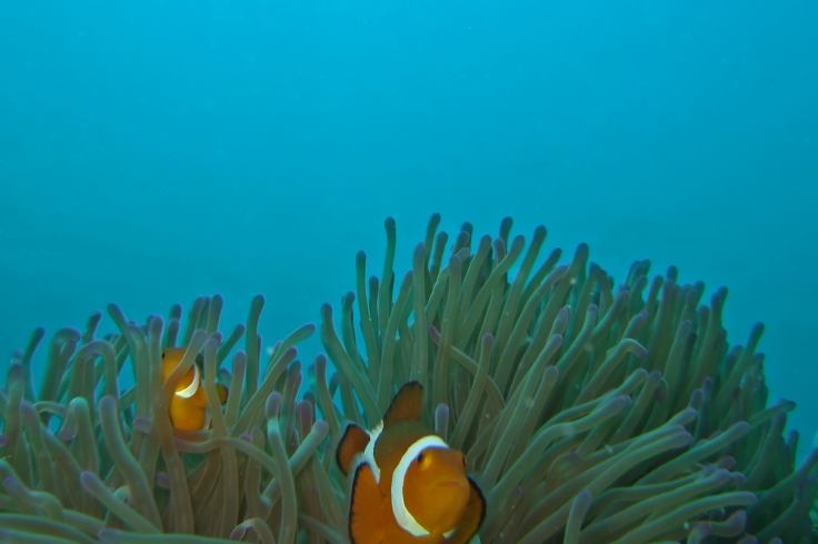 Nemos at Pulau Dayang